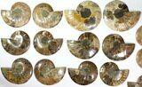 Lot: to Cut/Polished Ammonite Fossil - Pairs #117038-3
